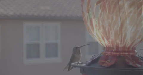 HummingBirdsFeeder4 Vidéo 331665828