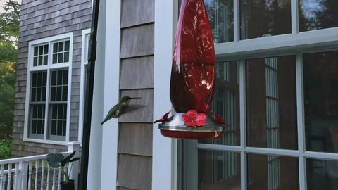 HummingbirdSlow1e Stock Footage 90662263