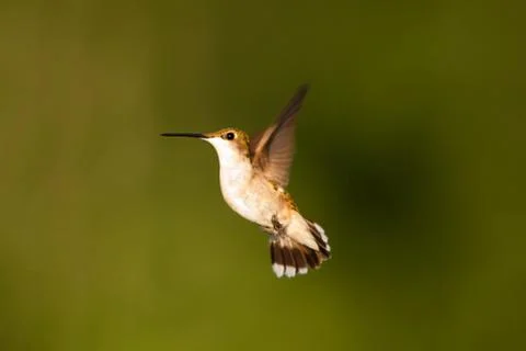 Hummingbrird in flight Stock Photos