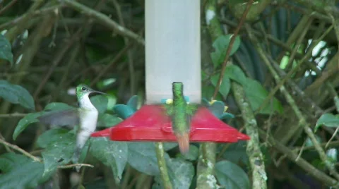Hummingtons fly to feeder Stock Footage 772721