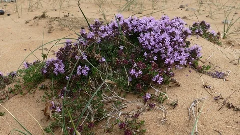 A hummock with small blue flowers in a sandy desert. Video stock 85181044