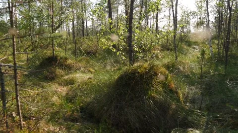 Hummocks and midge in bog Stock Footage 283019364