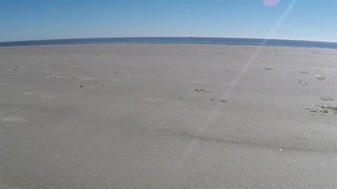 Humorous view of dog on beach catching ball Stock Footage 100289868