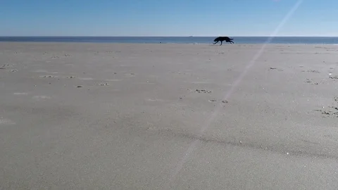 Humorous view of dog on beach catching ball Stock Footage 100290022