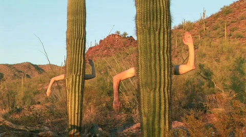 Humorus Human Arms &amp; Saguaro Cactus in Saguaro National Park, Arizona 스톡 동영상 623053