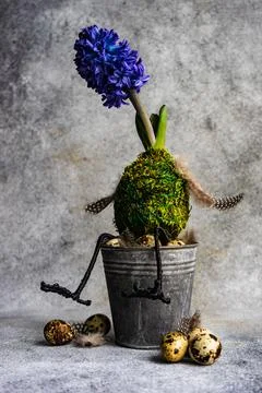 Humourous springtime Easter decoration with a hyacinth and quail eggs Stock Photos