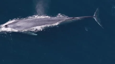 Hump back blue whale migrating underwater Stock-Footage 305366776