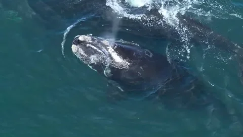 Hump back blue whale moving underwater 19 Stock-Footage 304716188