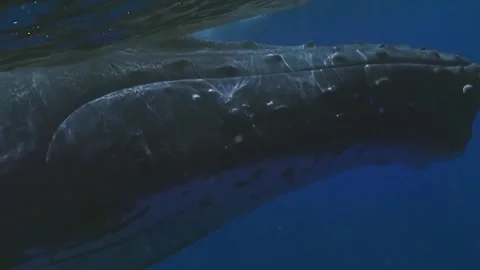 Hump back blue whale moving underwater Stock Footage 309915093
