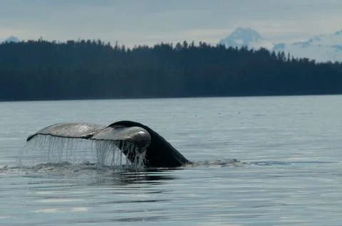 Hump Back Whale Foto stock