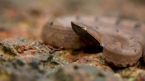 Hump nose pit viper Vídeo Stock 330696487