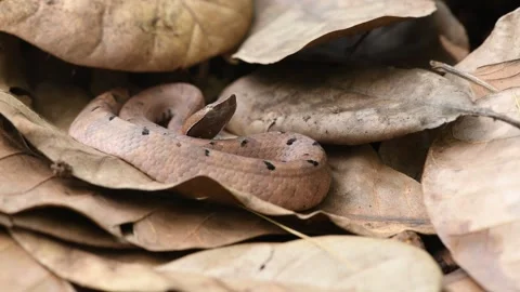 Hump-nose pit viper Leafs 스톡 동영상 330696504