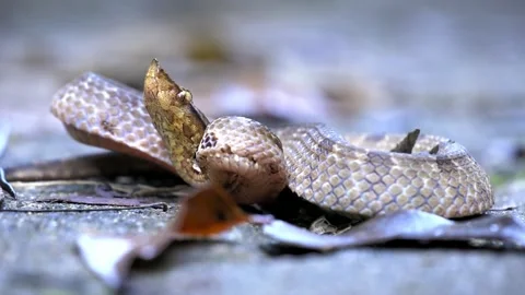 Hump-nosed pit viper (Hypnale zara), in lowlands, venomous brown snake endemic t Stock Footage 262362896