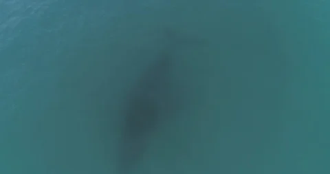 Humpback Aerial Видео 112020017