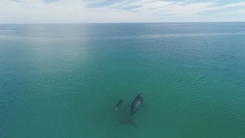 Humpback Aerial Stock Footage 112129713