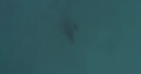 Humpback Aerial Видео 112975030