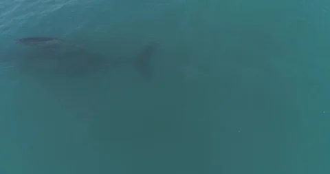 Humpback Aerial Видео 112998620