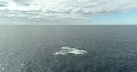 Humpback Aerial Stock Footage 163546499