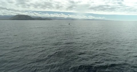 Humpback Aerial Stock Footage 163546565