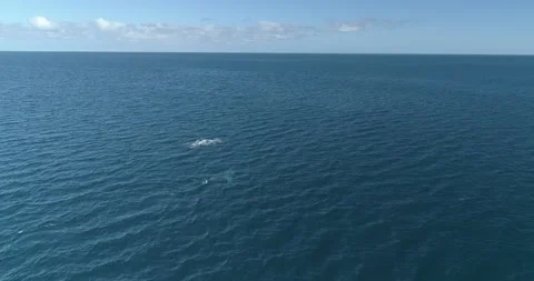 Humpback Aerial Stock Footage 163546648