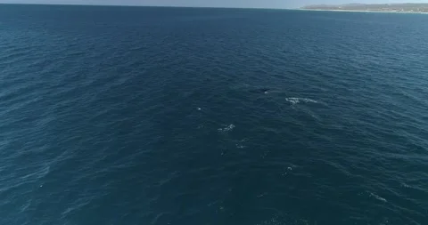 Humpback Aerial Stock Footage 163546701