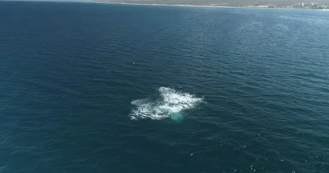 Humpback Aerial Stock Footage 163546731