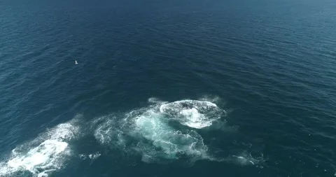 Humpback Aerial Stock Footage 163546815