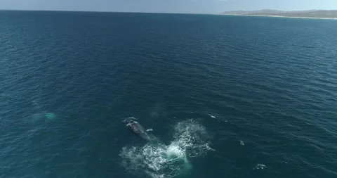 Humpback Aerial Stock Footage 163546852