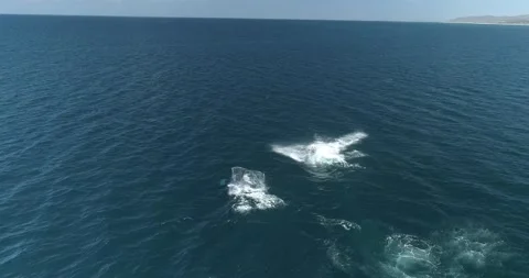 Humpback Aerial Stock Footage 163546886