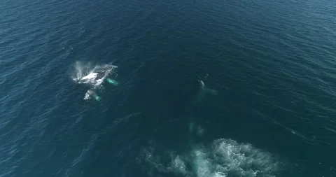 Humpback Aerial Stock Footage 163546958