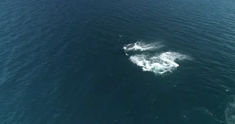 Humpback Aerial Stock Footage 163547001