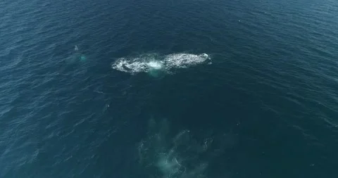 Humpback Aerial Stock Footage 163547103