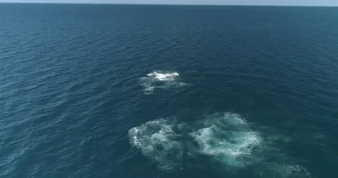 Humpback Aerial Stock Footage 163547167