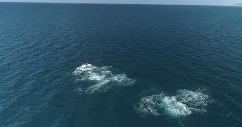 Humpback Aerial Stock Footage 163547231