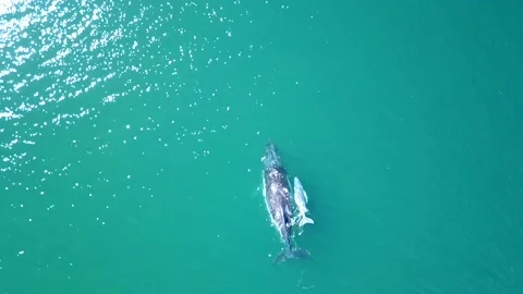 Humpback with Albino calf Stock Footage 133548741