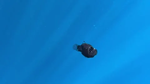 Humpback anglerfish abyssal Devil fish Tenerife Stock Footage 301356498