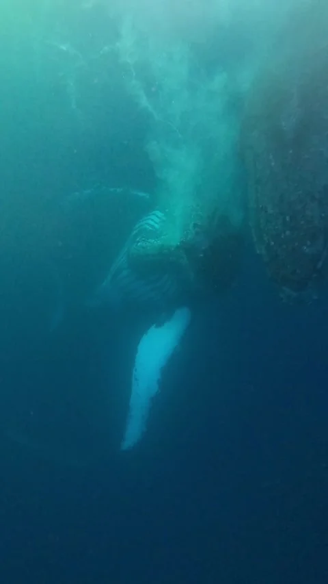 Humpback breaches while sunset and underwater Stock Footage 315113748