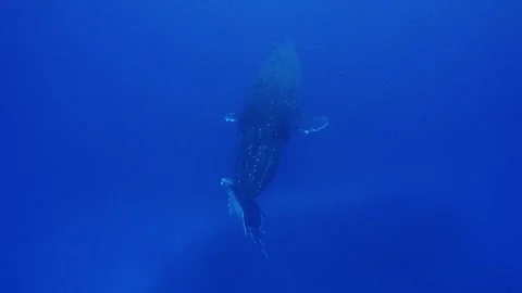 Humpback Calf rests under mother - Whales in clear ocean Stock Footage 244634344