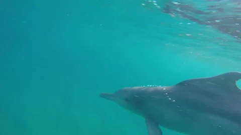 Humpback dolphin Stock Footage 138086936