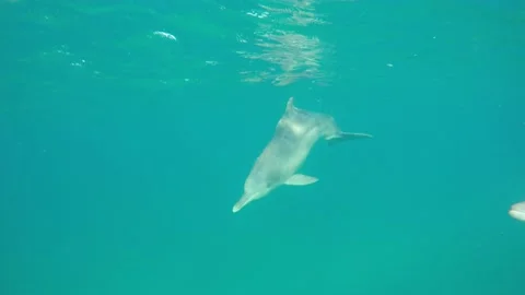 Humpback dolphin Stock Footage 138087281
