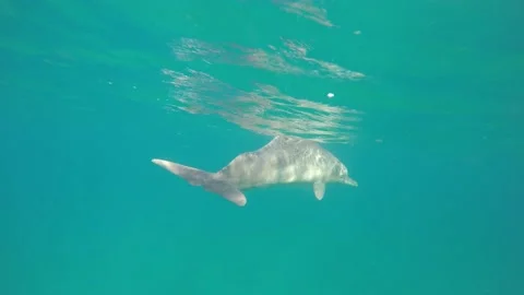 Humpback dolphin Stock Footage 138087687