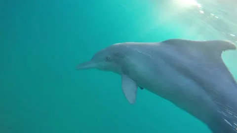 Humpback dolphin Stock Footage 149271430