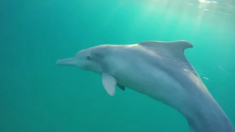 Humpback dolphin Stock Footage 149271634