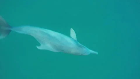 Humpback dolphin  vocalization Stock Footage 149270979