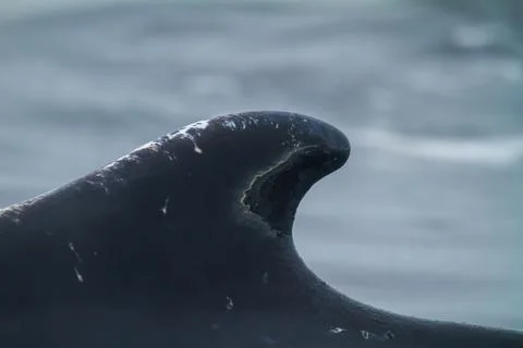 Humpback Fin in Arctic Waters Stock Photos