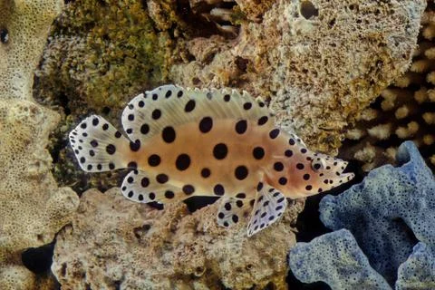 Humpback grouper Foto stock