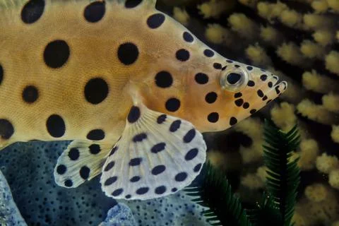 Humpback grouper Stock Photos