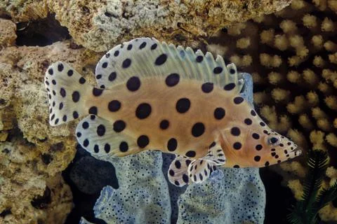Humpback grouper Stock Photos