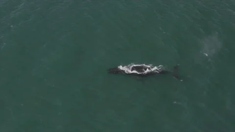 Humpback overhead 4K Video stock 232878340