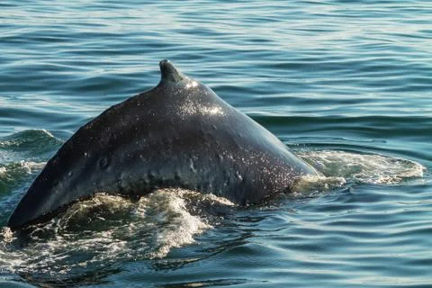 Humpback ready to dive Stock Photos